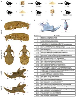 Effects of Multi-Generational Soft Diet Consumption on Mouse Craniofacial Morphology